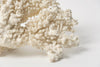 Antique White Coral Specimen