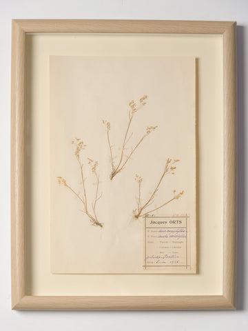 Framed French Herbariums, labelled and dated 1925