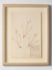 Framed French Herbariums, labelled and dated 1925