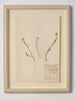 Framed French Herbariums, labelled and dated 1925