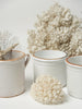 Antique Italian White Glazed Confit Pots from Naples