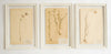Framed Swedish Herbariums