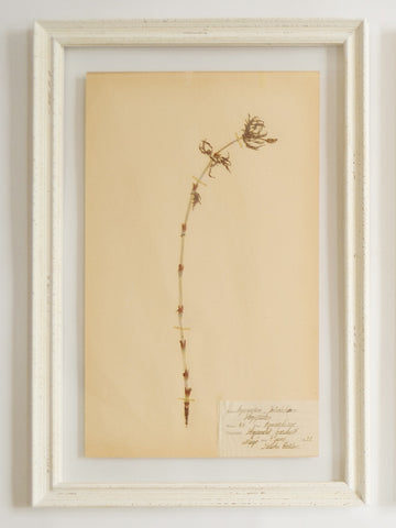 Framed Swedish Herbariums