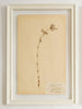 Framed Swedish Herbariums