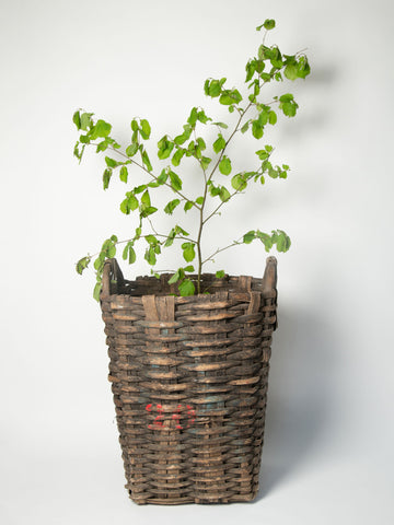 Antique French Grape harvesting basket
