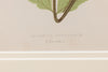 Antique 19th Century Fern Prints in bespoke gilt bamboo frames