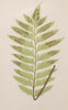 Antique 19th Century Fern Prints in bespoke gilt bamboo frames