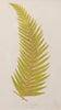Antique 19th Century Fern Prints in bespoke gilt bamboo frames