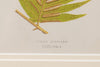 Antique 19th Century Fern Prints in bespoke gilt bamboo frames