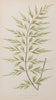 Antique 19th Century Fern Prints in bespoke gilt bamboo frames