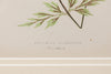 Antique 19th Century Fern Prints in bespoke gilt bamboo frames