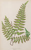 Antique 19th Century Fern Prints in bespoke gilt bamboo frames
