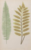Antique 19th Century Fern Prints in bespoke gilt bamboo frames