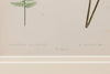 Antique 19th Century Fern Prints in bespoke gilt bamboo frames