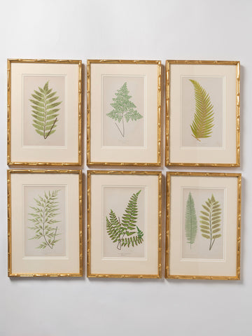 Antique 19th Century Fern Prints in bespoke gilt bamboo frames