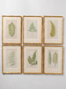 Antique 19th Century Fern Prints in bespoke gilt bamboo frames