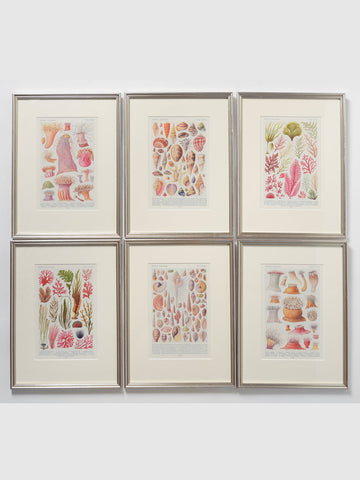 Framed Antique Seashell and Coral handprinted Ephemera Pictures