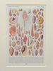 Framed Antique Seashell and Coral handprinted Ephemera Pictures