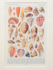 Framed Antique Seashell and Coral handprinted Ephemera Pictures