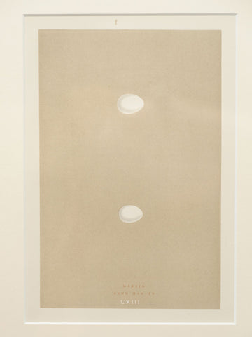 ANTIQUE 19TH CENTURY BIRD EGG BOOKPLATES, MOUNTED AND FRAMED