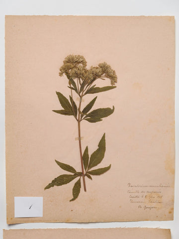 Antique French Herbariums dated 1918