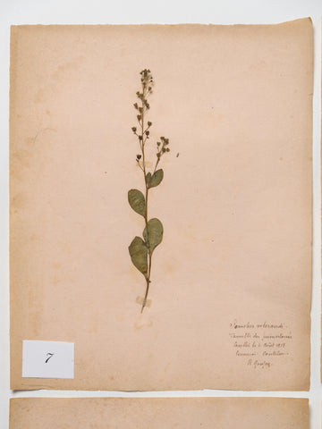 Antique French Herbariums dated 1918