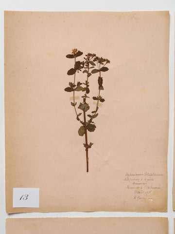 Antique French Herbariums dated 1918