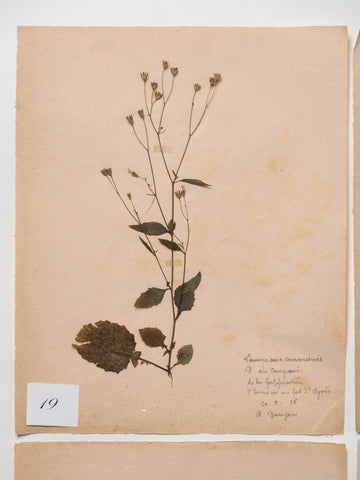 Antique French Herbariums dated 1918