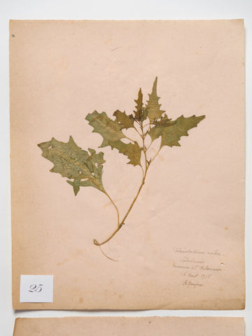 Antique French Herbariums dated 1918