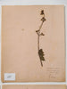 Antique French Herbariums dated 1918