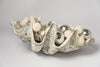 Beautiful Huge Tridacna Gigas Clam Shell