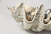 Beautiful Huge Tridacna Gigas Clam Shell