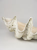 Beautiful Huge Tridacna Gigas Clam Shell