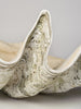 Beautiful Huge Tridacna Gigas Clam Shell