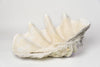 Beautiful Huge Tridacna Gigas Clam Shell