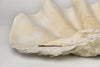 Beautiful Huge Tridacna Gigas Clam Shell