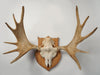 Antique Swedish Elk Skull and Antlers on Shield