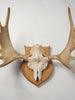 Antique Swedish Elk Skull and Antlers on Shield