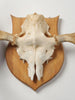 Antique Swedish Elk Skull and Antlers on Shield
