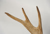 Antique Swedish Elk Skull and Antlers on Shield