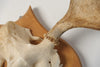 Antique Swedish Elk Skull and Antlers on Shield