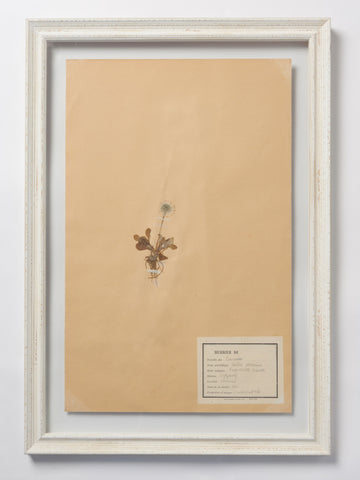 Beautiful Framed Antique French Herbier 2