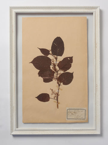 Beautiful Framed Antique French Herbier 4