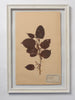 Beautiful Framed Antique French Herbier 4