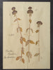 Amazing Antique Framed Herbariums in original frame