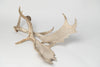 Pair Vintage Fallow deer antlers