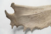 Pair Vintage Fallow deer antlers