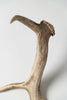 Pair Vintage Fallow deer antlers