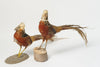 Pair Vintage Golden Pheasants Taxidermy Birds