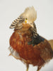 Pair Vintage Golden Pheasants Taxidermy Birds